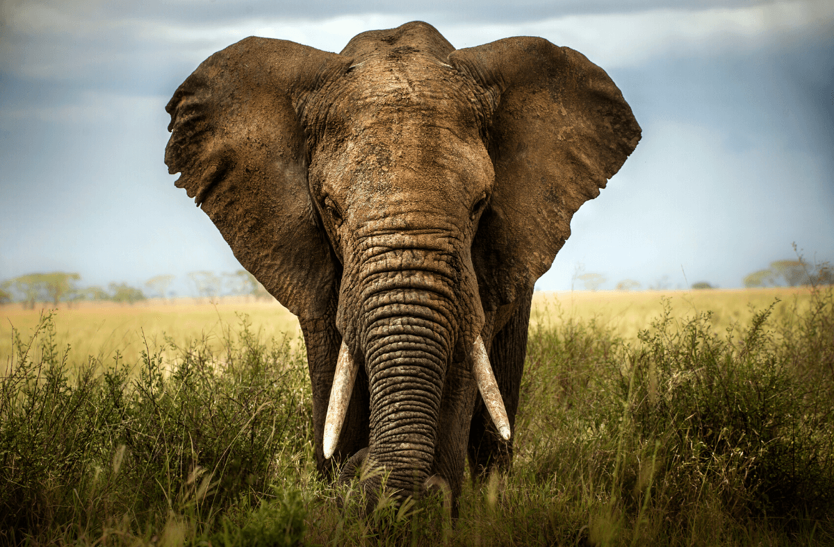Quanto vive un elefante? Dipende dai suoi denti!